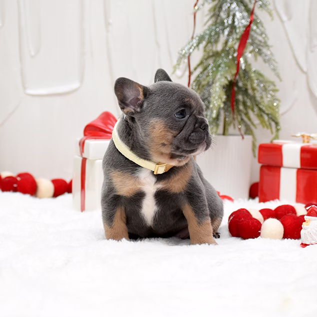 French Bulldog, female, merle tan, puppy with health guarantee and pedigree available a Alabama, Florida, Georgia, North Carolina, South Carolina, Tennessee, California, Illinois, Colorado, Texas