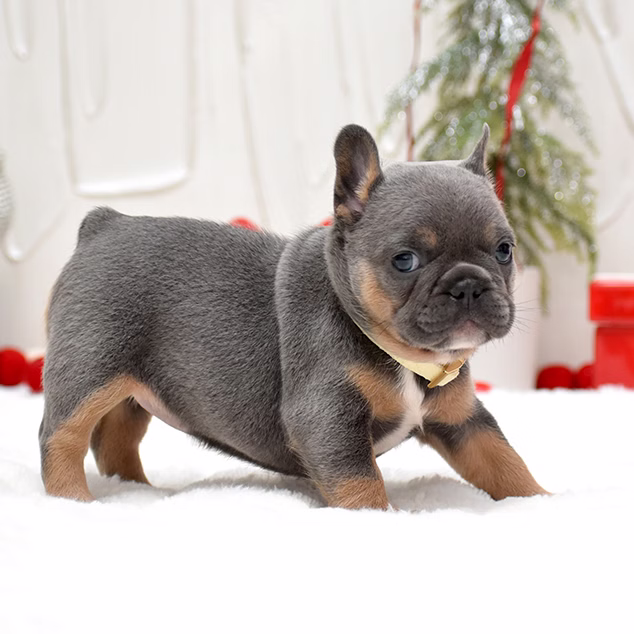 French Bulldog, female, merle tan, puppy with health guarantee and pedigree available a Alabama, Florida, Georgia, North Carolina, South Carolina, Tennessee, California, Illinois, Colorado, Texas