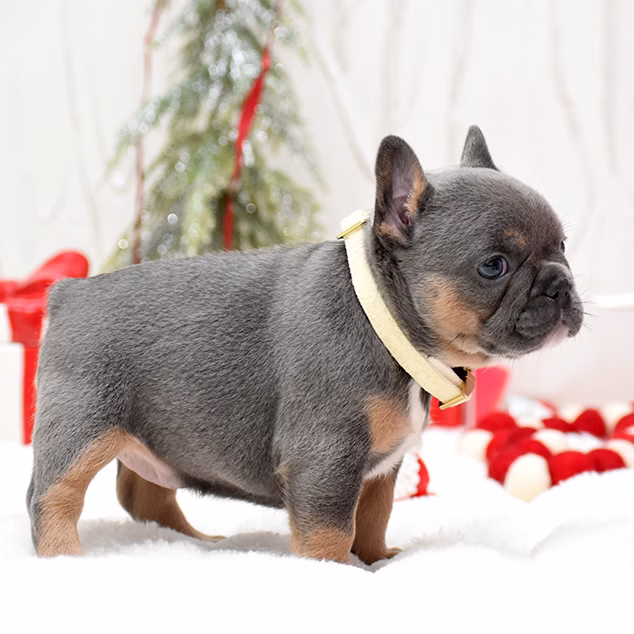 French Bulldog, female, merle tan, puppy with health guarantee and pedigree available a Alabama, Florida, Georgia, North Carolina, South Carolina, Tennessee, California, Illinois, Colorado, Texas