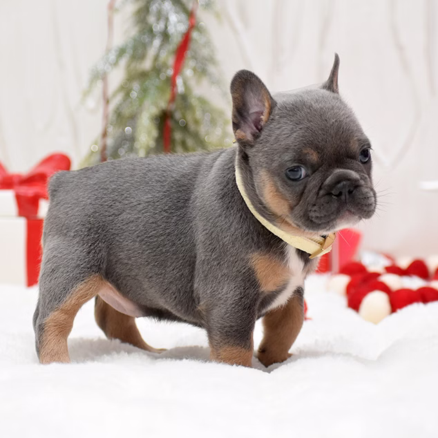 French Bulldog, female, merle tan, puppy with health guarantee and pedigree available a Alabama, Florida, Georgia, North Carolina, South Carolina, Tennessee, California, Illinois, Colorado, Texas
