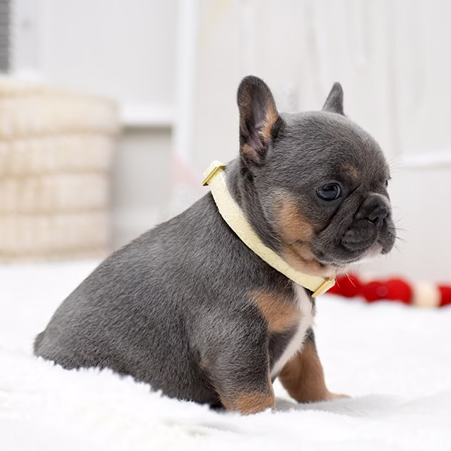 French Bulldog, female, merle tan, puppy with health guarantee and pedigree available a Alabama, Florida, Georgia, North Carolina, South Carolina, Tennessee, California, Illinois, Colorado, Texas