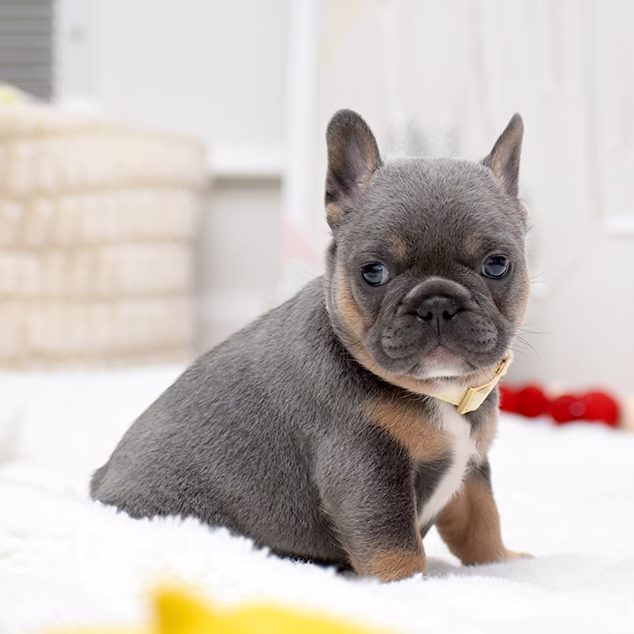 French Bulldog, female, merle tan, puppy with health guarantee and pedigree available a Alabama, Florida, Georgia, North Carolina, South Carolina, Tennessee, California, Illinois, Colorado, Texas
