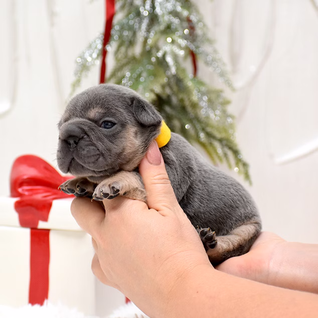 Male Blue DOB 10.25.2025 Ready 12.24 French Bulldog photo