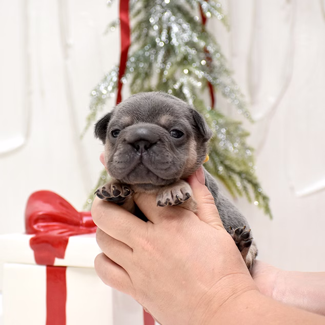 Male Blue DOB 10.25.2025 Ready 12.24 French Bulldog photo