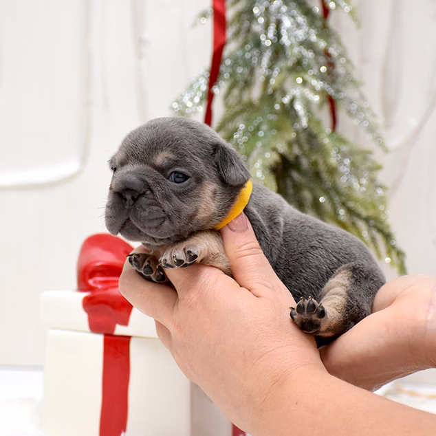 Male Blue DOB 10.25.2025 Ready 12.24 French Bulldog photo