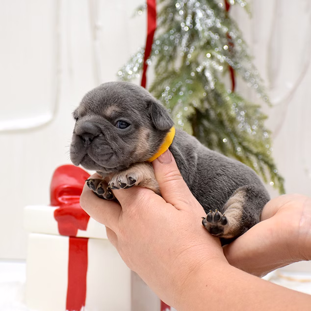 Male Blue DOB 10.25.2025 Ready 12.24 French Bulldog photo