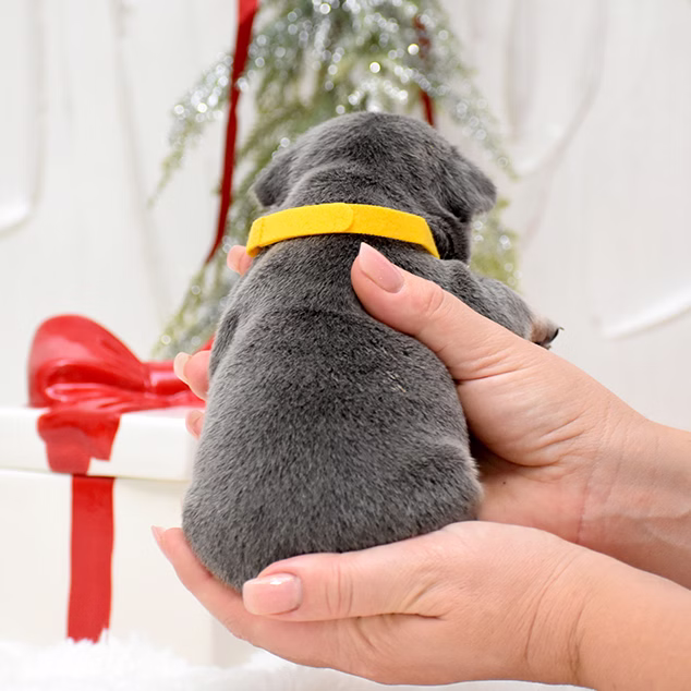 Male Blue DOB 10.25.2025 Ready 12.24 French Bulldog photo