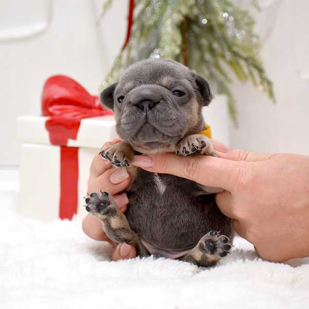 Male Blue DOB 10.25.2025 Ready 12.24 French Bulldog photo