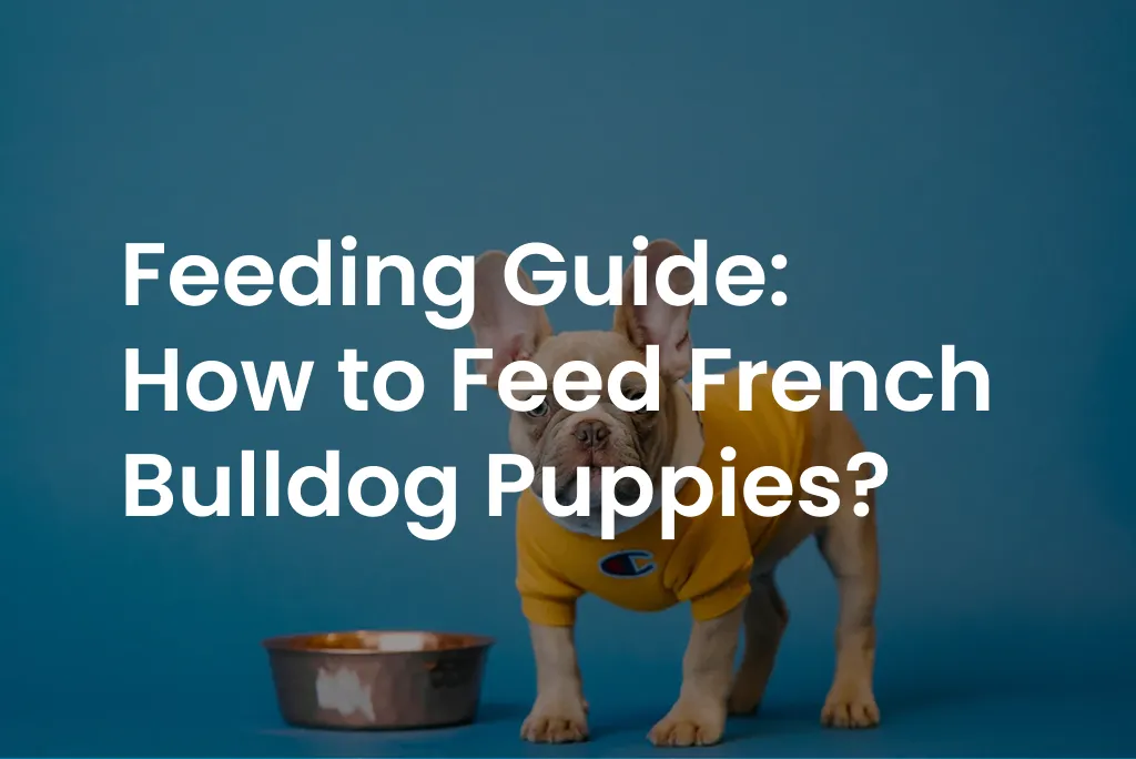 Feeding Guide: How to Feed French Bulldog Puppies?