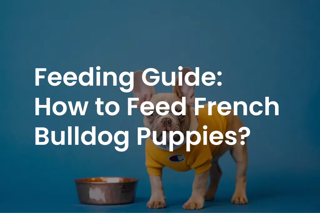 Feeding Guide: How to Feed French Bulldog Puppies?
