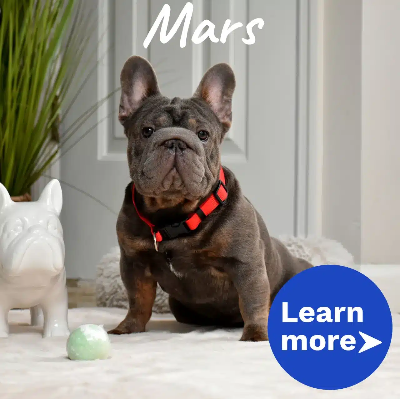 Mars-Bulldog