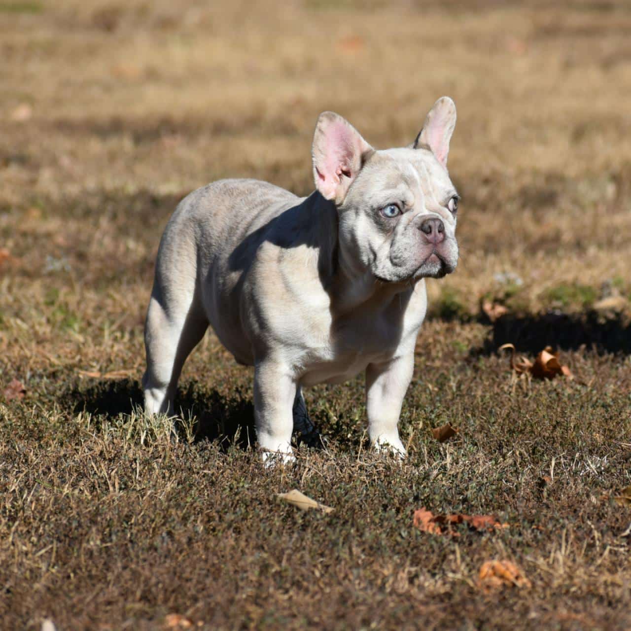 изображение_viber_2025-11-16_01-30-01-500