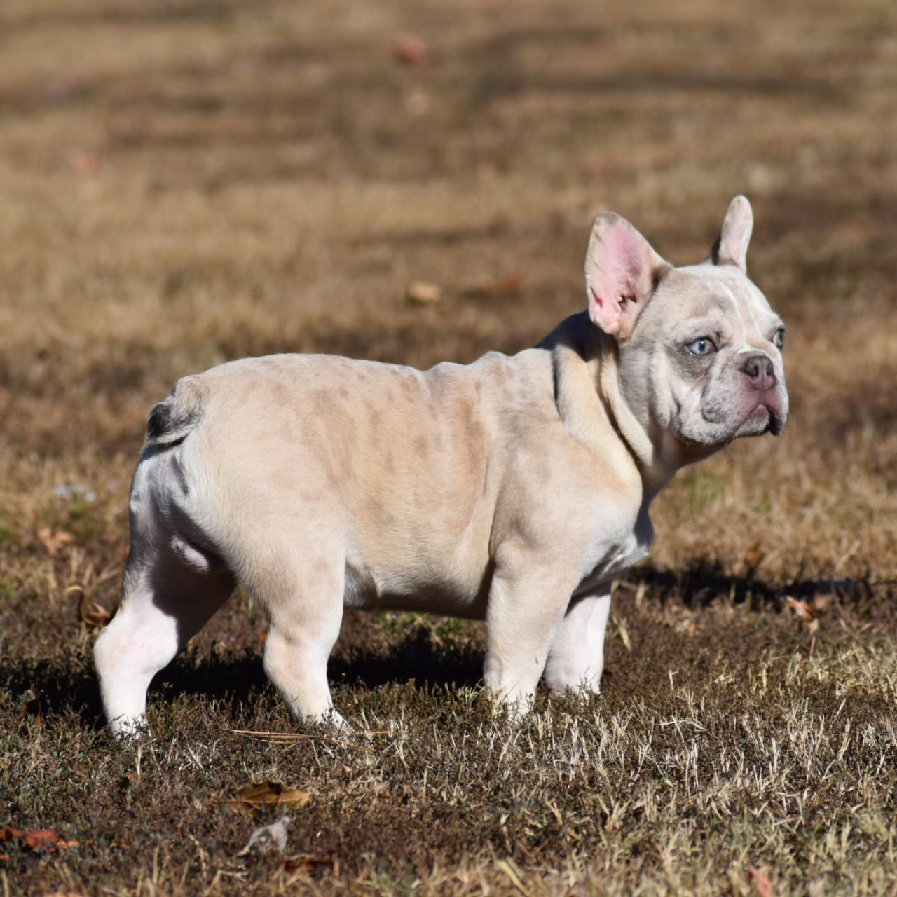 French Bulldog Stud Services by USA Breeder French Bulldog Stud Services by USA Breeder