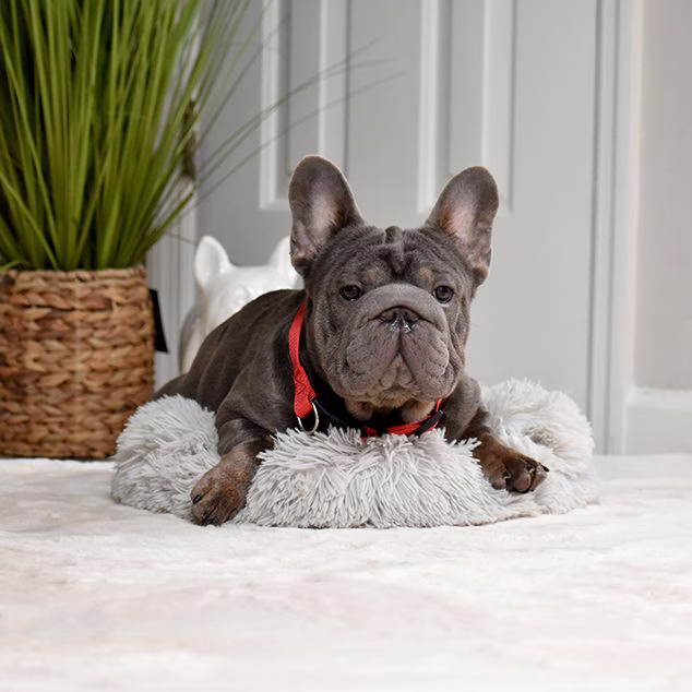 french bulldog stud photo united states french bulldog stud photo united states