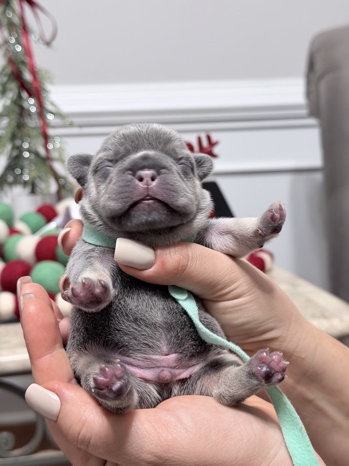 Male French Bulldog Lilac Tan featuring a flat muzzle, alert bat ears, vivid Blue eyes, tan accents, and a green collar.