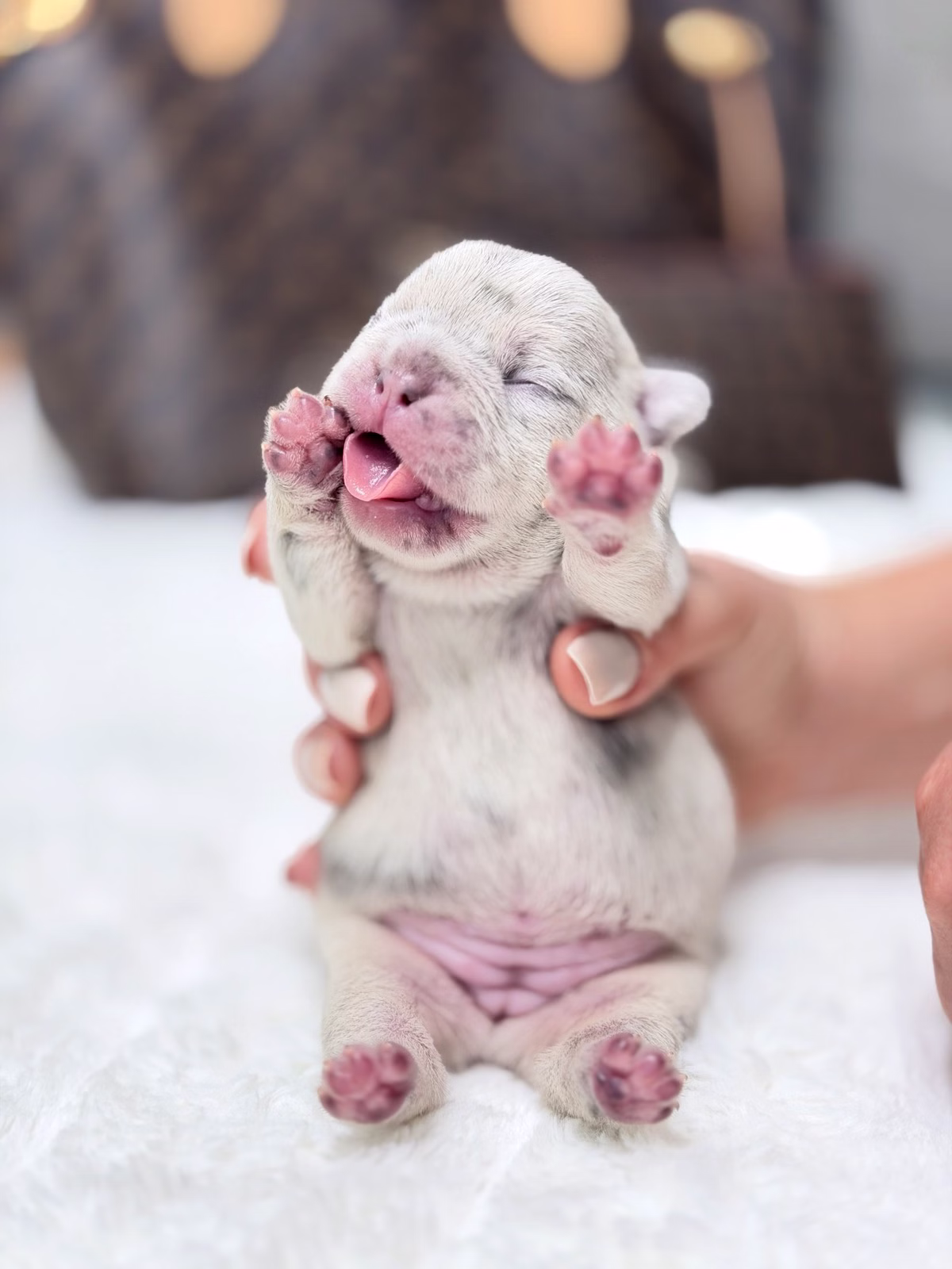 Female French Bulldog Blue Merle with a silver-marbled coat, striking Blue eyes.