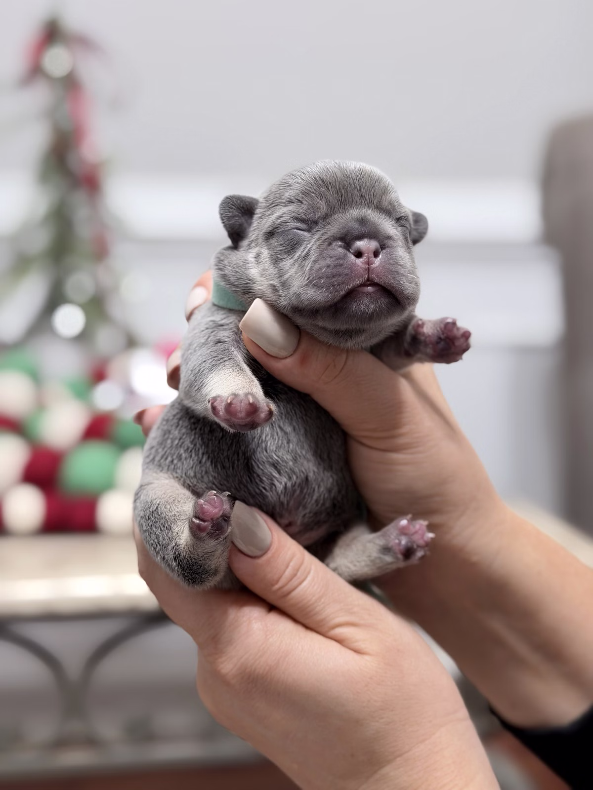 Male French Bulldog Lilac Tan with a broad chest, mesmerizing Blue eyes, uniform lilac pigment, and a green collar.