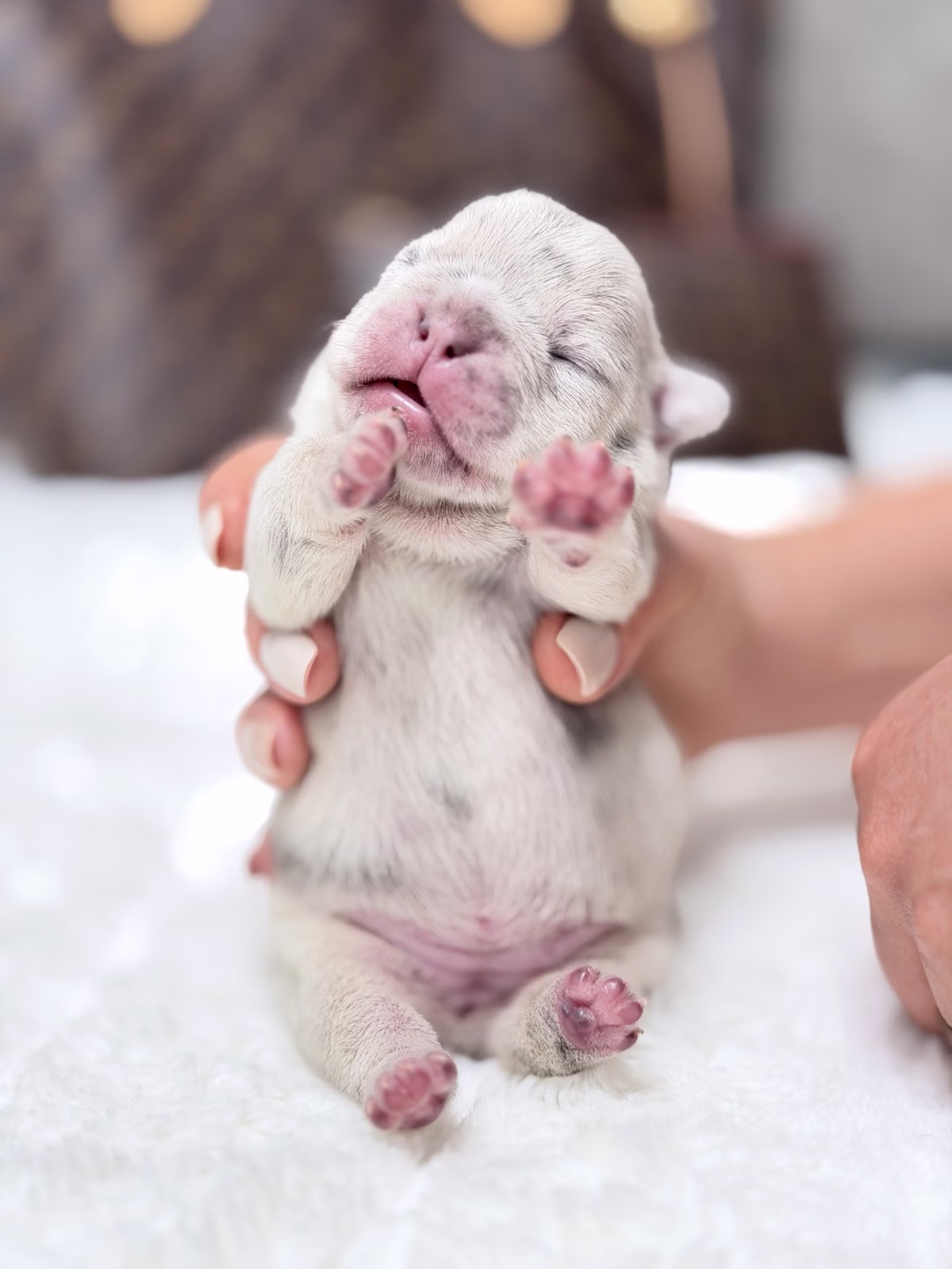 Female French Bulldog Blue Merle showcasing prominent vertical ears, icy Blue eyes.
