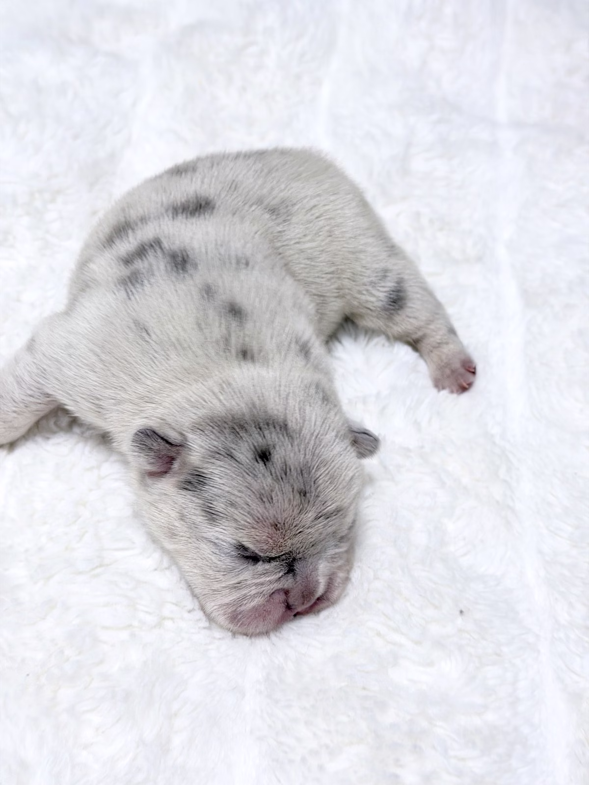Female French Bulldog Blue Merle with a smooth silver-grey coat, dark marble spots, striking Blue eyes.