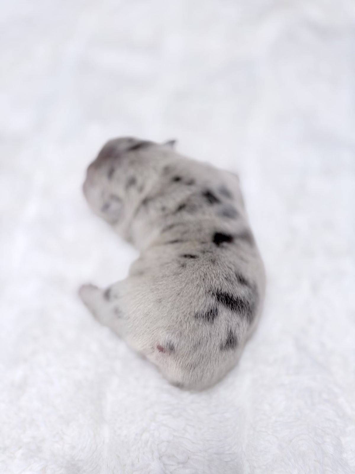 Female French Bulldog Blue Merle with a healthy black nose, facial folds, marble-patterned fur.
