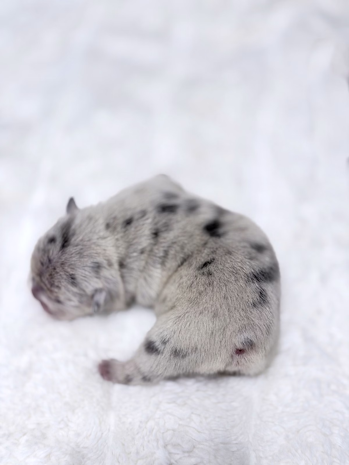 Female French Bulldog Blue Merle with a broad chest, mesmerizing Blue eyes, unique marble patterns.