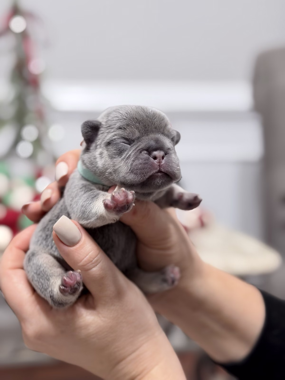 Male French Bulldog Lilac Tan with deep facial wrinkles, captivating Blue eyes, smooth lilac-grey fur, and a green collar.