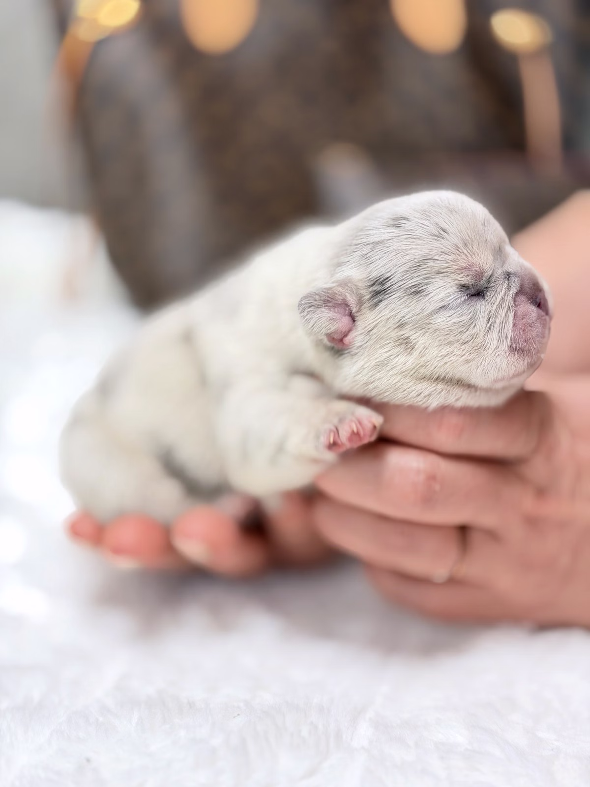 Female French Bulldog Blue Merle featuring a flat muzzle, alert bat ears, vivid Blue eyes.