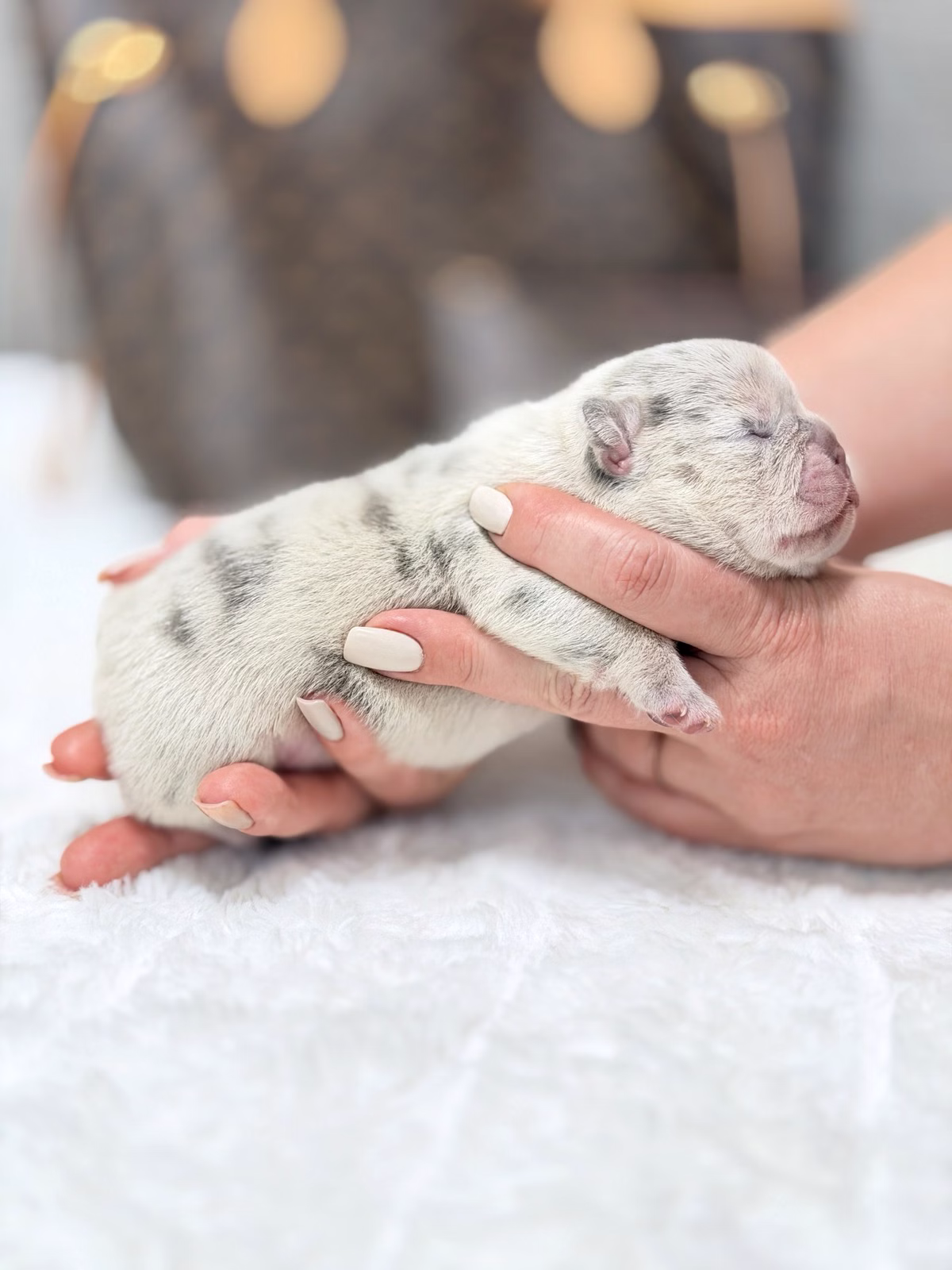 Purebred Female French Bulldog Blue Merle with a sturdy bone structure, clear Blue eyes.