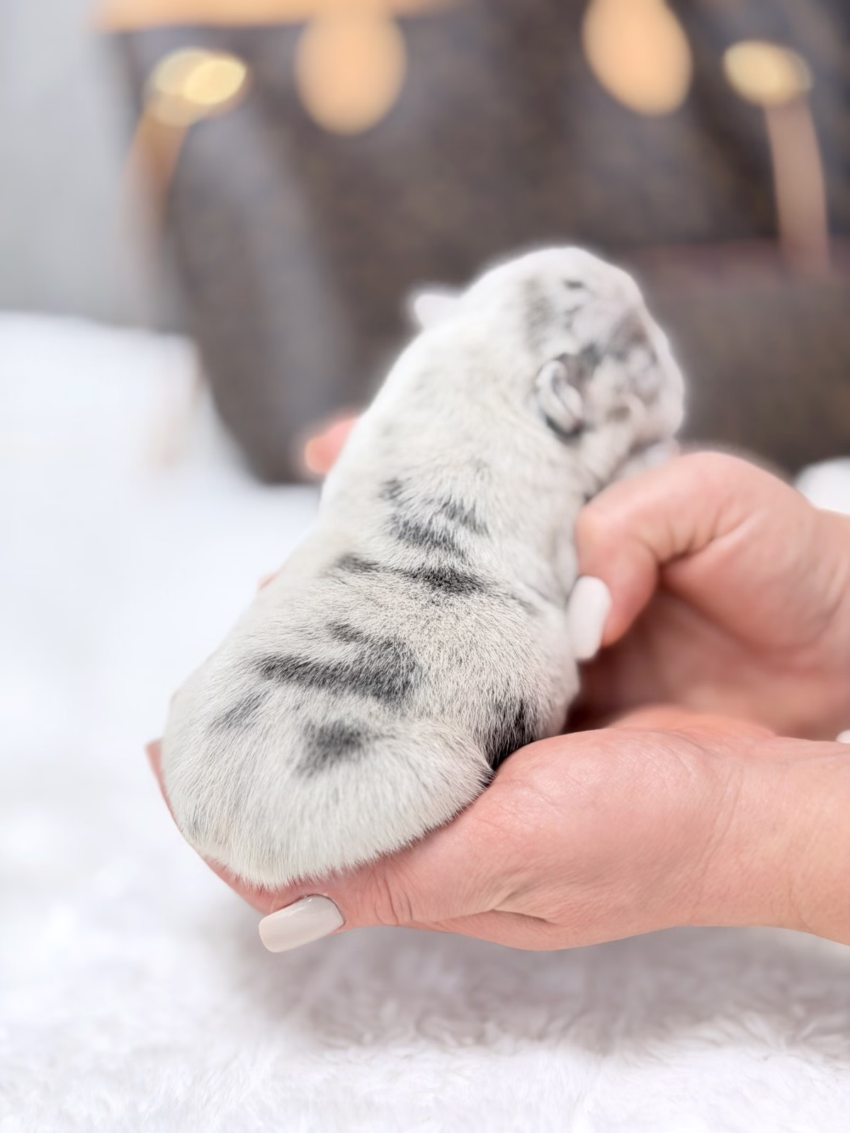 Female French Bulldog Blue Merle with deep facial wrinkles, captivating Blue eyes.
