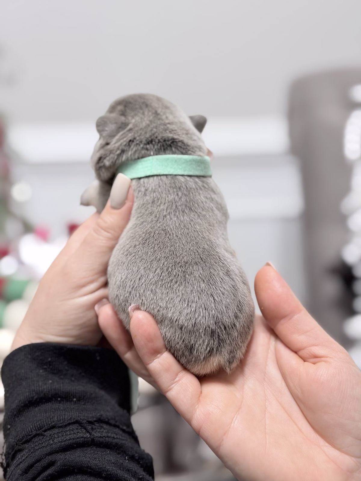 Male French Bulldog Lilac Tan showcasing shining Blue eyes, a compact muscular frame, tan points on the paws, and a green collar.
