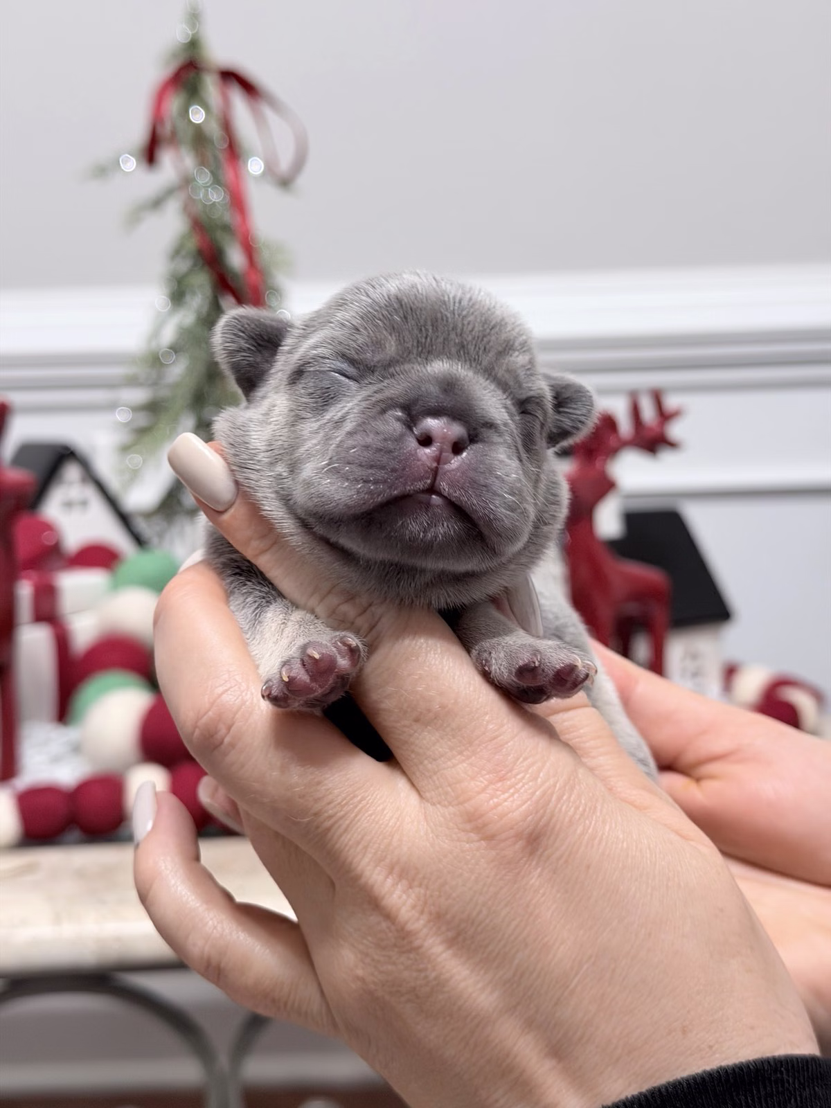 Male French Bulldog Lilac Tan with a smooth lavender-grey coat, copper tan points on the eyebrows.