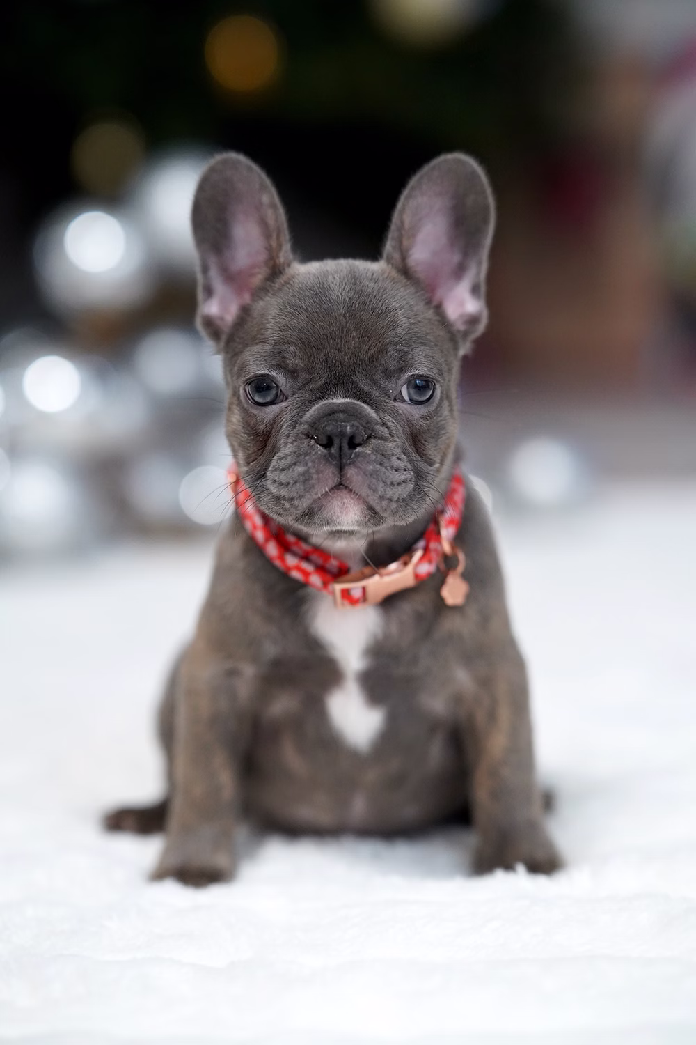 Female Blue Brindle. Born on 10.09 French Bulldog photo