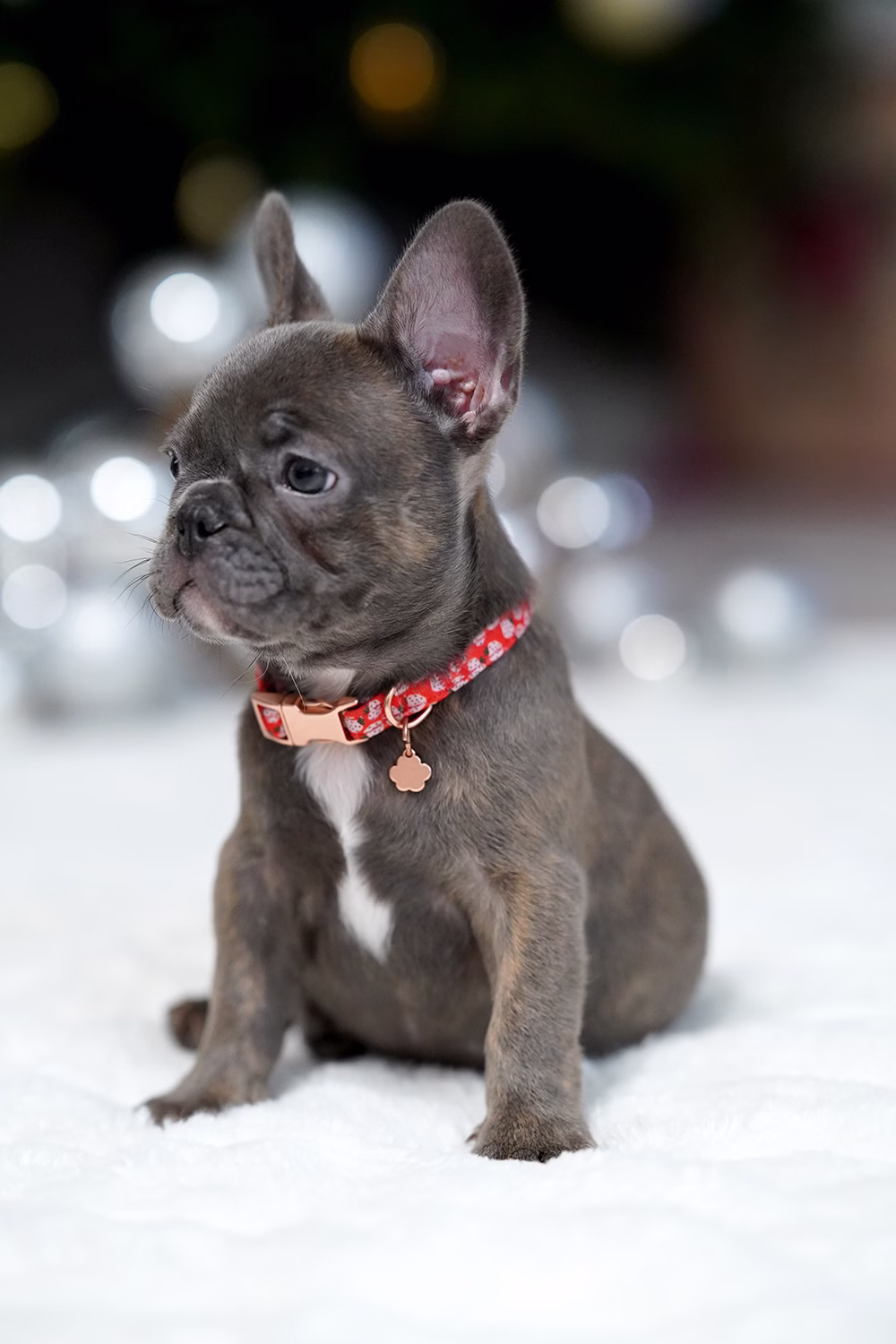 Female Blue Brindle. Born on 10.09 French Bulldog photo