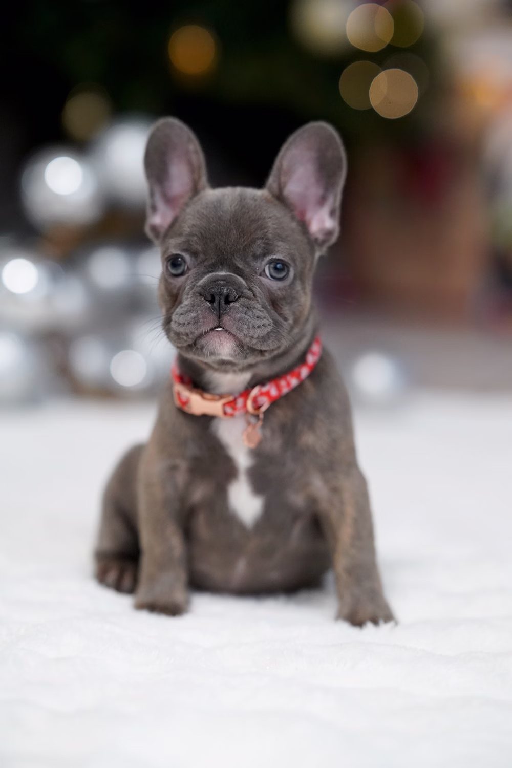 Female Blue Brindle. Born on 10.09 French Bulldog photo
