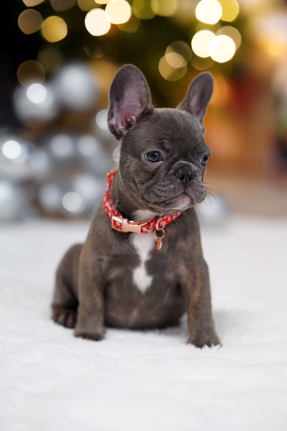 Female Blue Brindle. Born on 10.09 French Bulldog photo