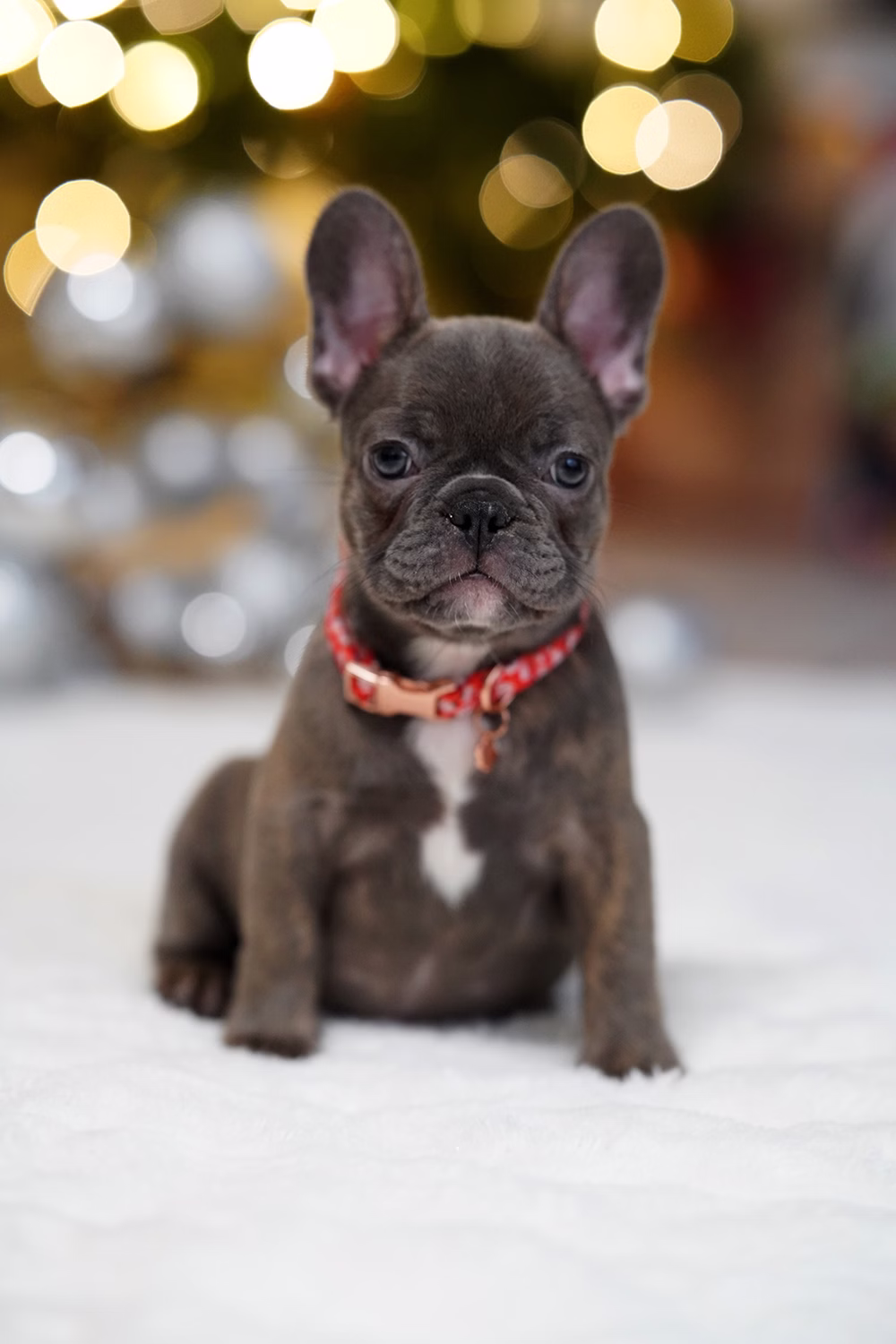 Female Blue Brindle. Born on 10.09 French Bulldog photo
