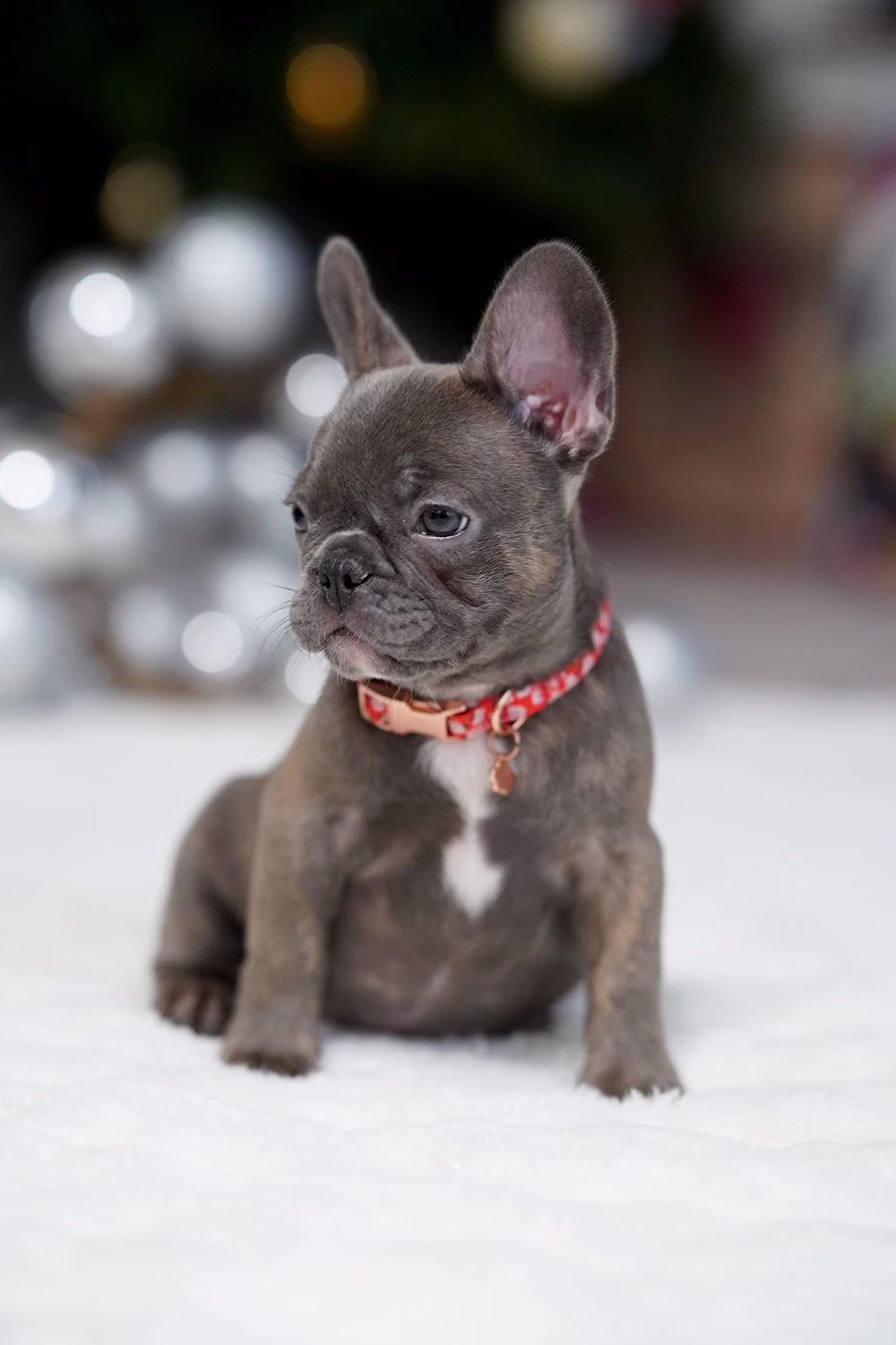 Female Blue Brindle. Born on 10.09 French Bulldog photo