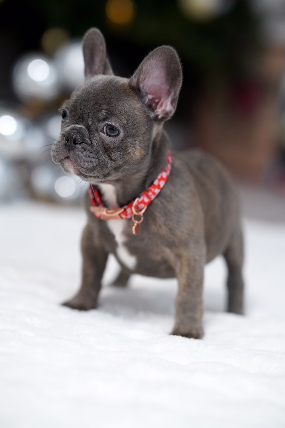 Female Blue Brindle. Born on 10.09 French Bulldog photo