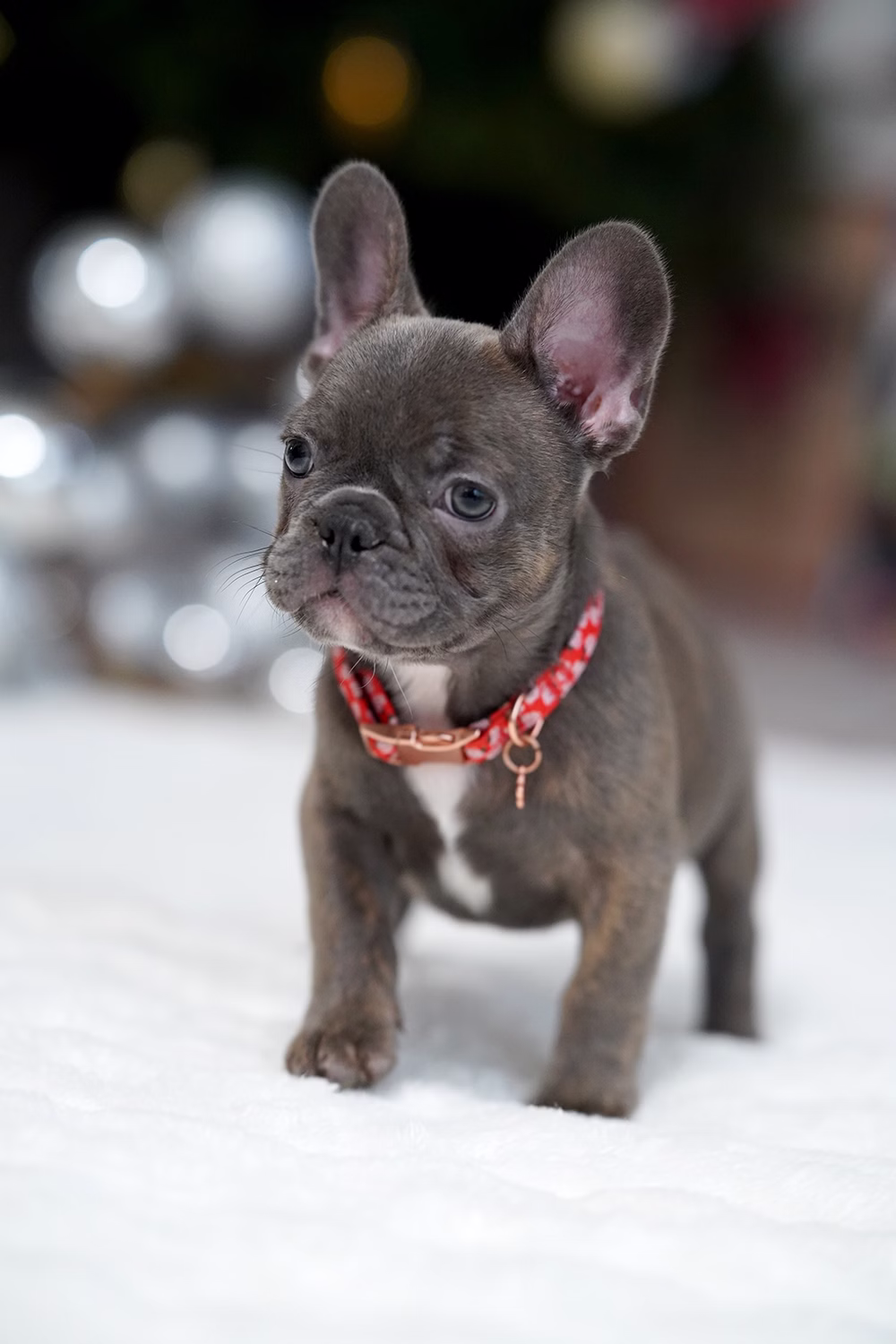Female Blue Brindle. Born on 10.09 French Bulldog photo