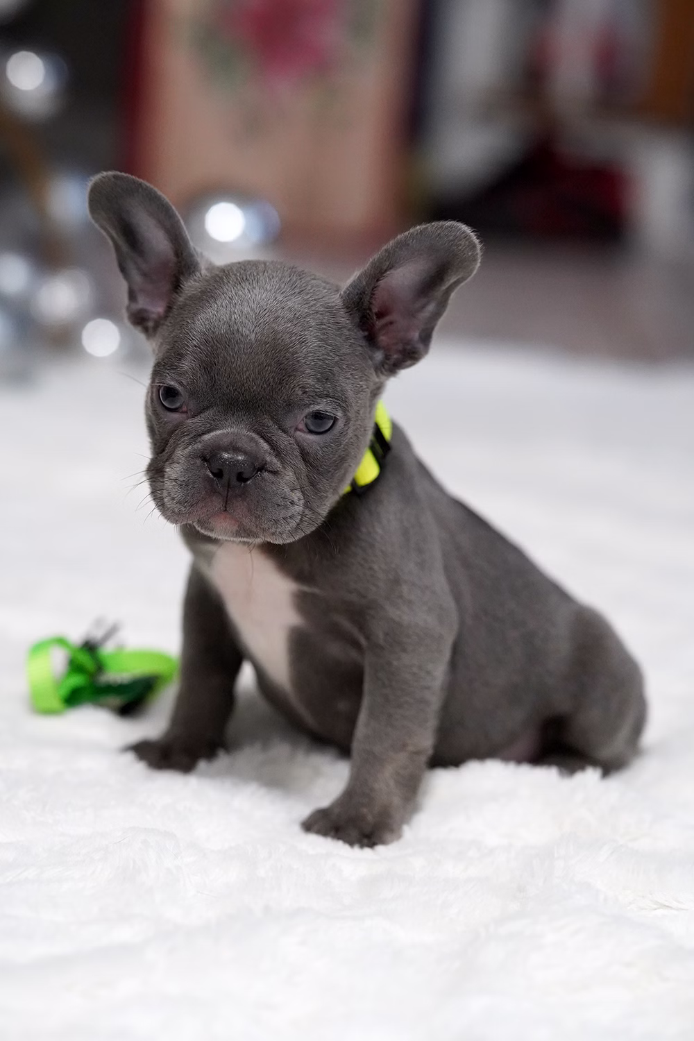Male Blue DOB 10.25 French Bulldog photo