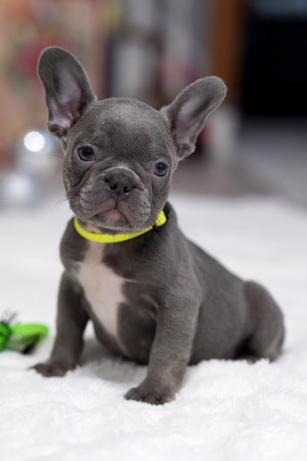 Male Blue DOB 10.25 French Bulldog photo