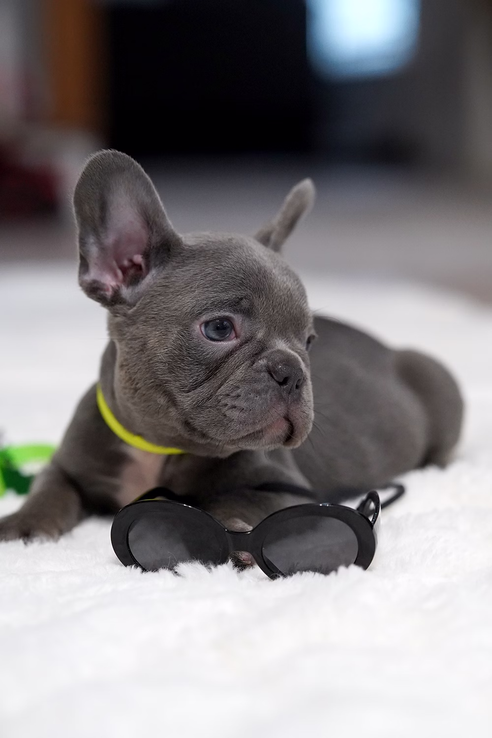 Male Blue DOB 10.25 French Bulldog photo