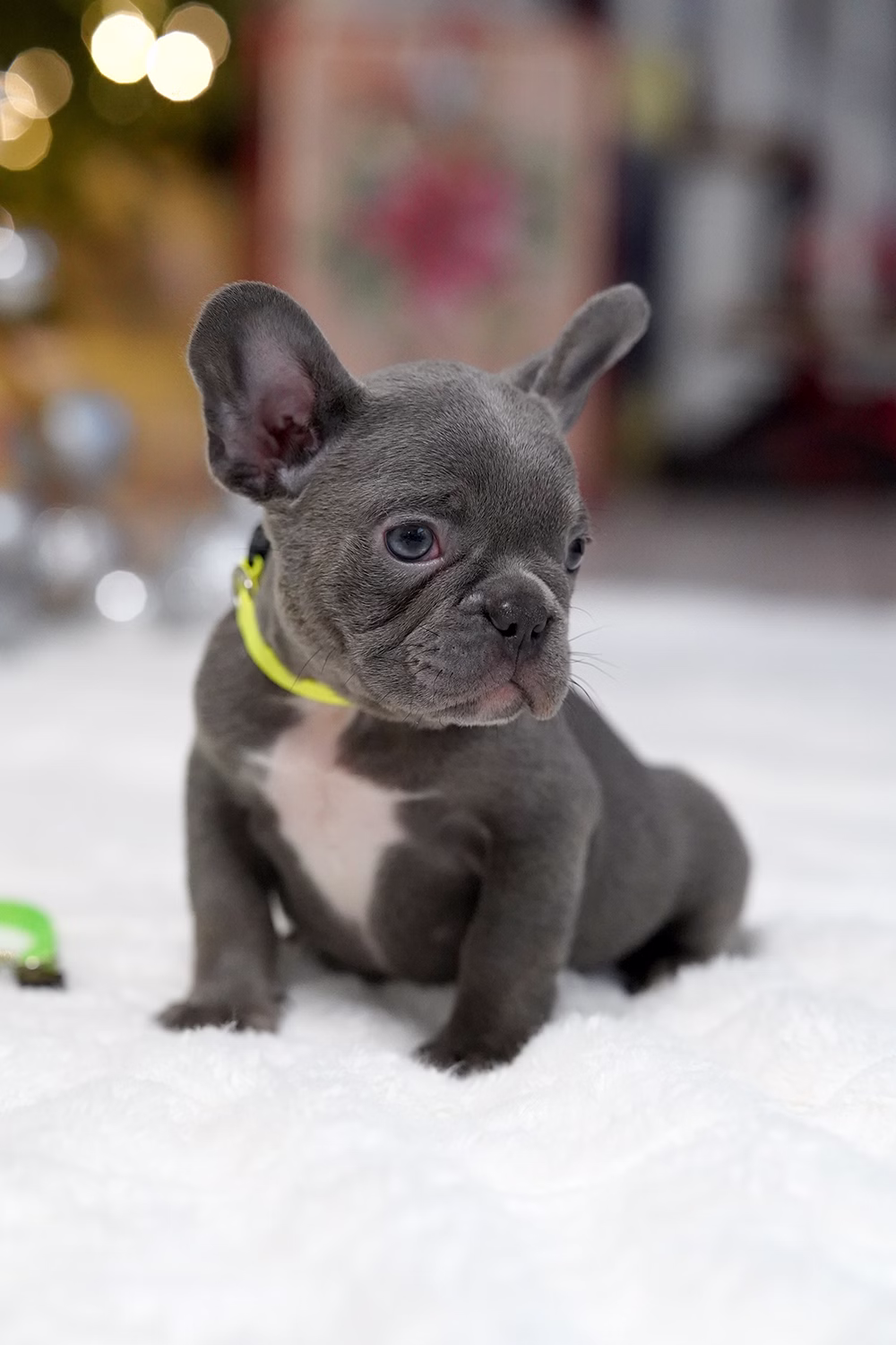 Male Blue DOB 10.25 French Bulldog photo