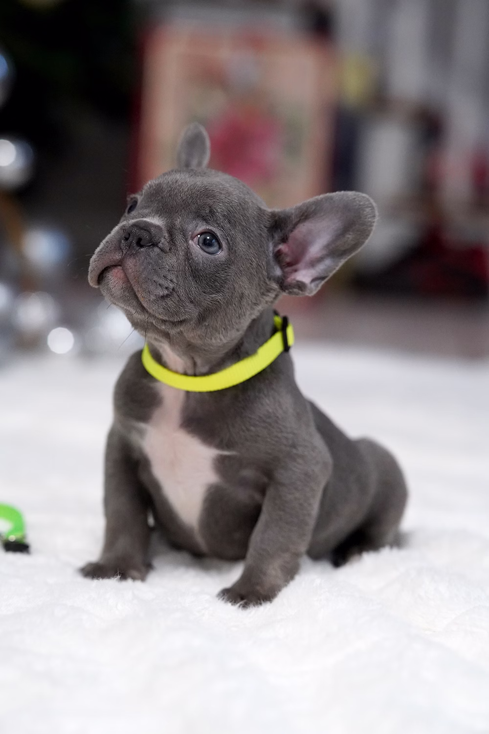 Male Blue DOB 10.25 French Bulldog photo