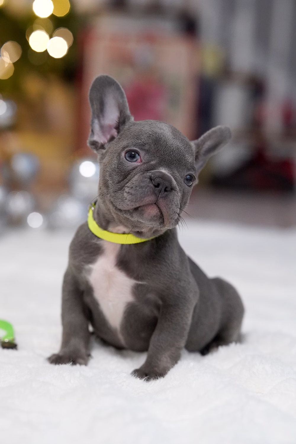 Male Blue DOB 10.25 French Bulldog photo