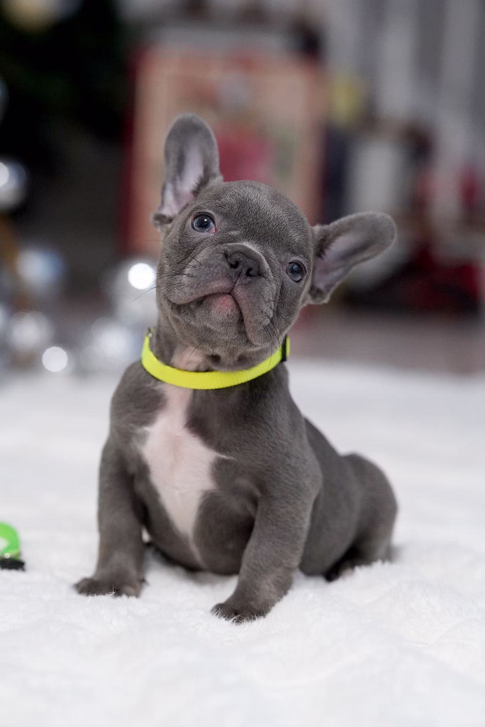 Male Blue DOB 10.25 French Bulldog photo