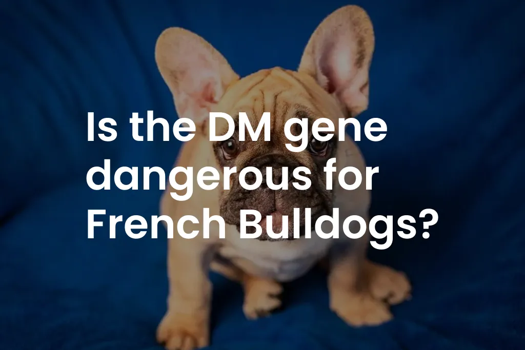Is the DM gene dangerous for French Bulldogs?