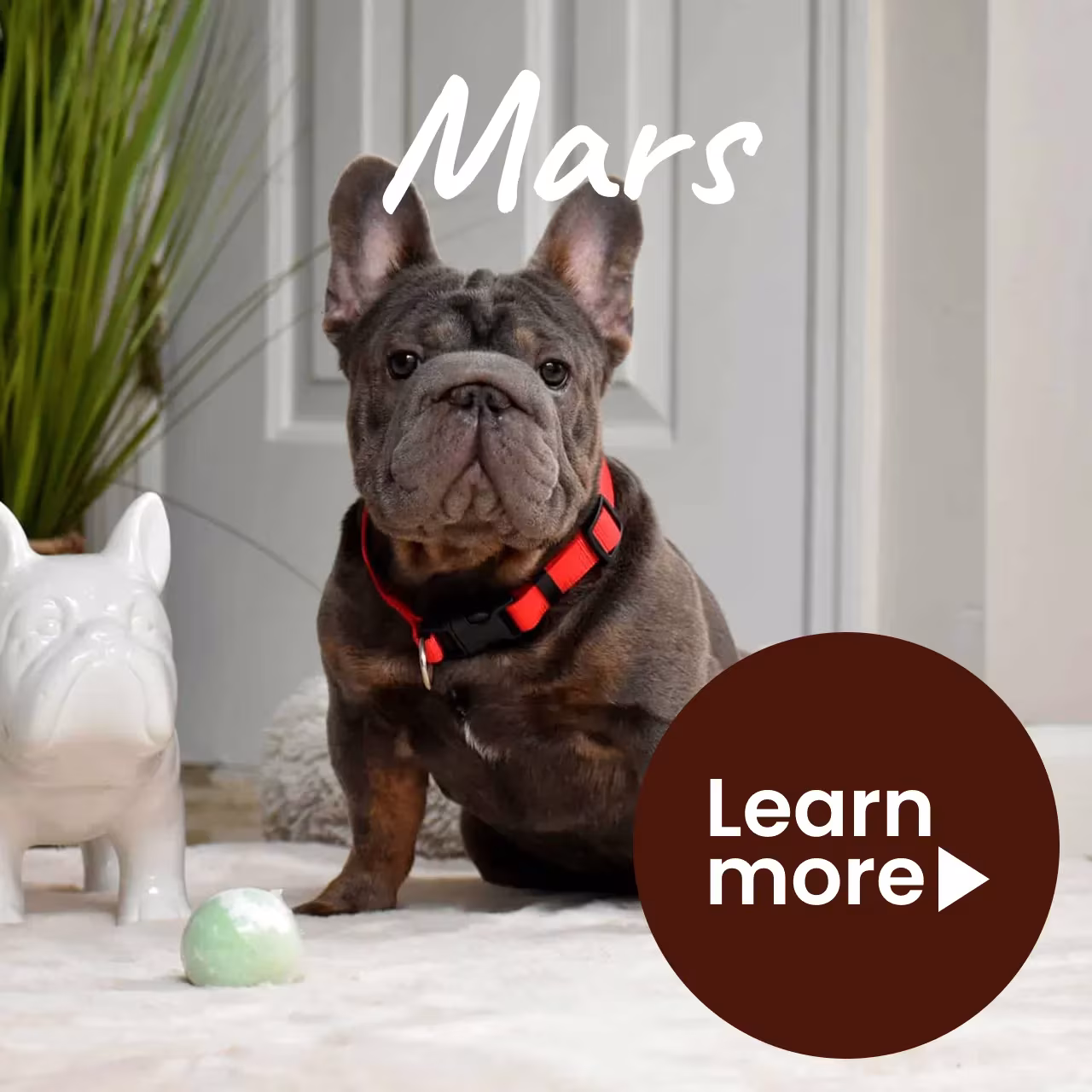Chocolate French Bulldog Stud Service | Health Tested Male