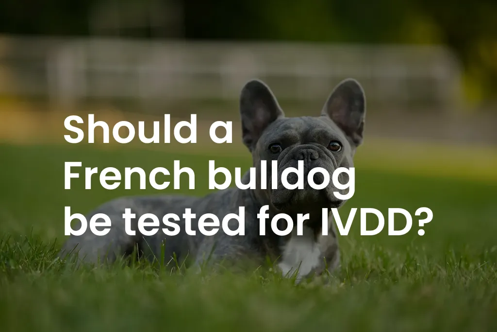 Should a French bulldog be tested for IVDD?