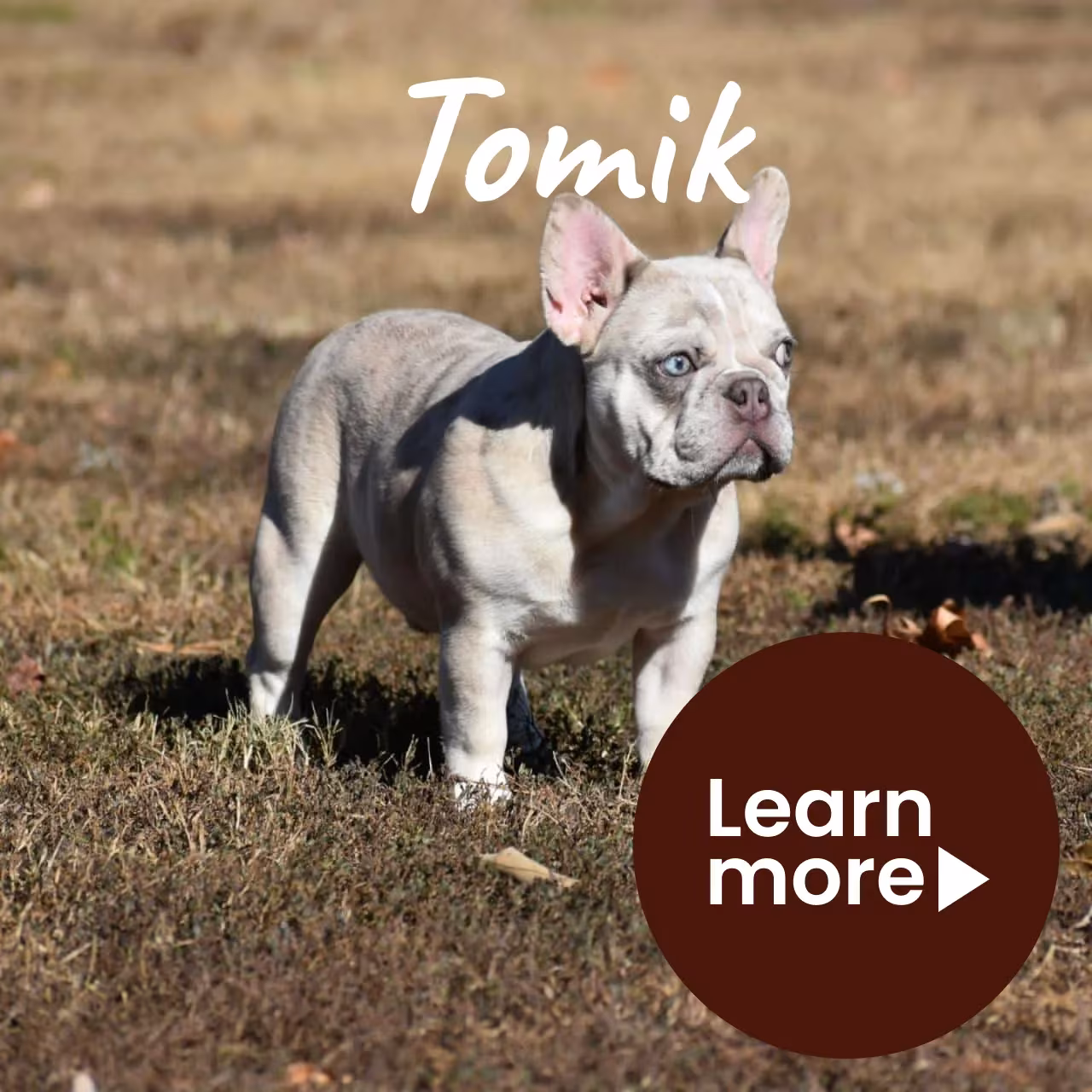 Elite French Bulldog Stud | Exceptional Pedigree Stud Service